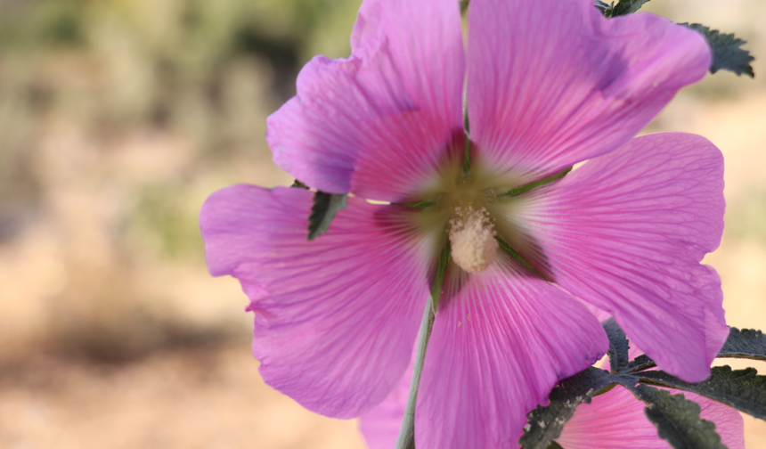 Cemre Ne Zaman Düşecek? İlk Cemre İçin Geri Sayım