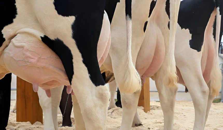 Günde 50 kilo süt veren inekler ithal edildi