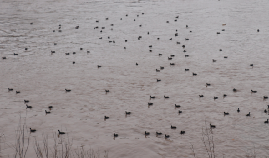 Cizre'de Görsel Şölen, Binlerce Karabatak Dicle’ye Akın Etti