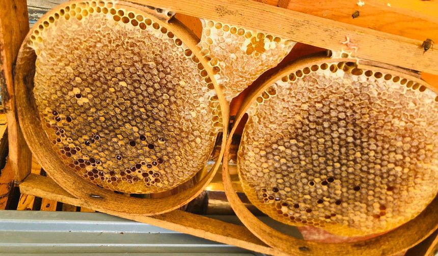 Beytüşşebap Balı Ark Of Taste İle Dünyaya Açıldı