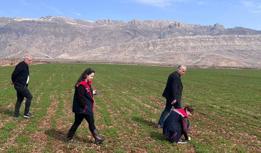 Silopi’de Ekili Alanlar Tek Tek İnceleniyor