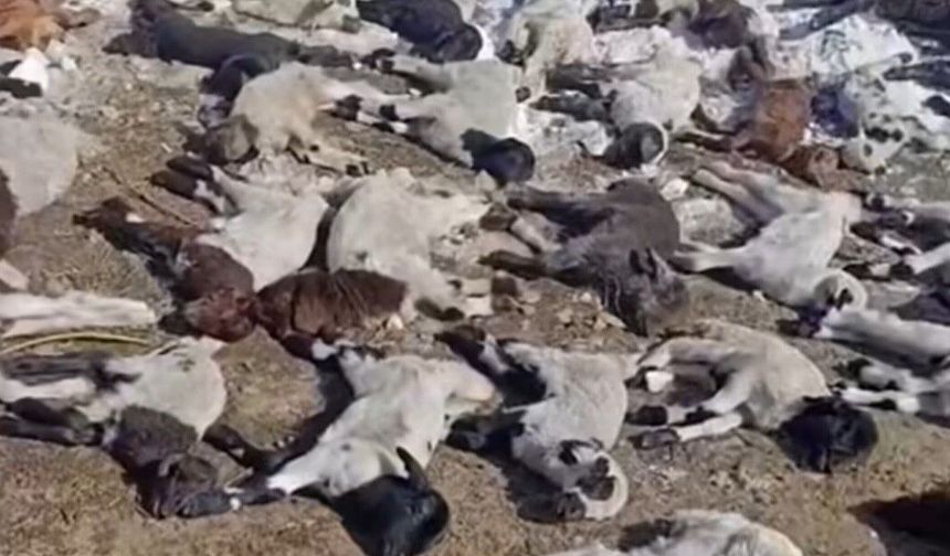 Ahırda Çıkan Yangında 68 Hayvan Telef Oldu