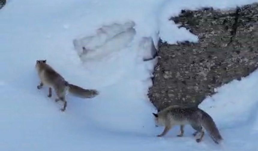 Şırnak’ta Soğuk Hava Yaban Hayatını Vurdu