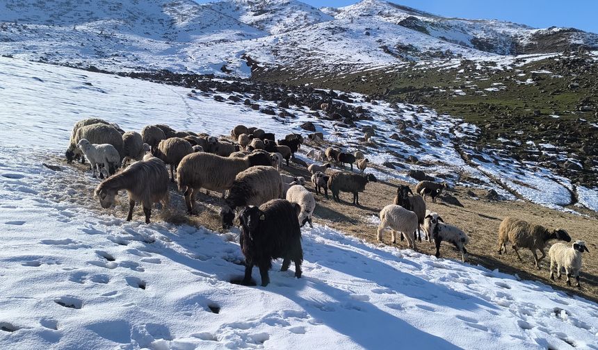 Besiciler baharı beklerken yeniden kışa geldi