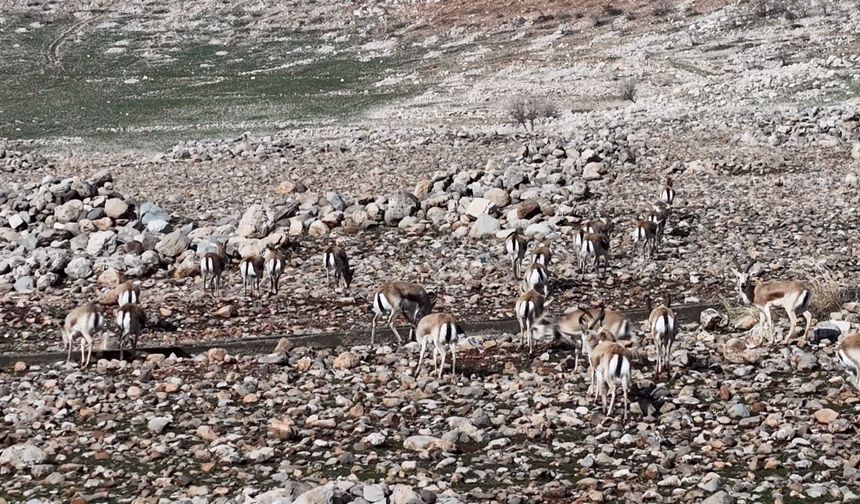 Cudi Dağı’nda Ceylanlar Doğal Ortamda Sürü Halinde