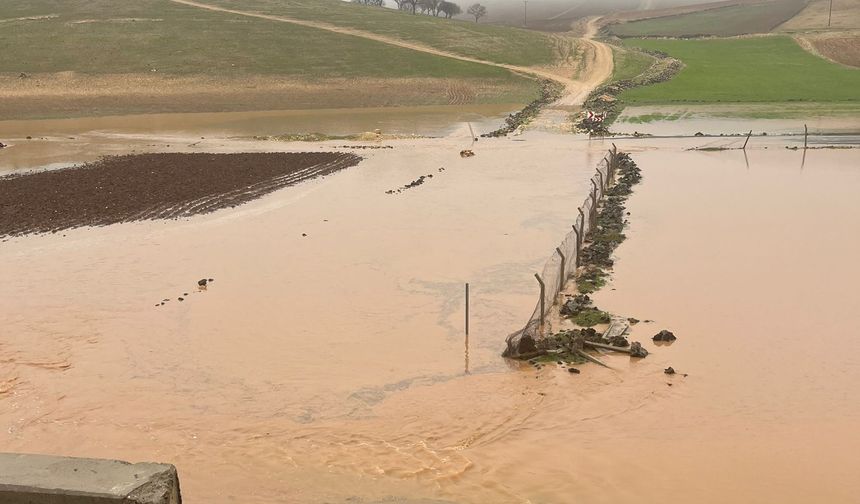 Sağanak nedeni ile onlarca koyun telef oldu