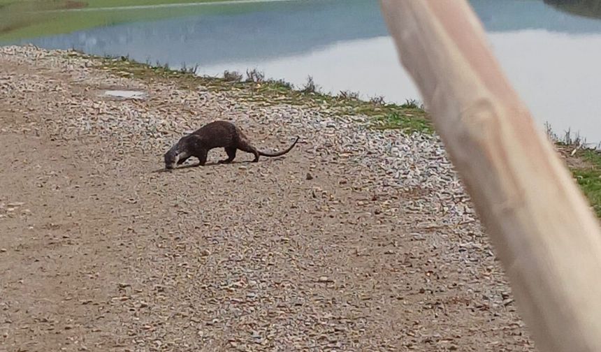 Nesli Tükenme Tehlikesi Altındaki Su Samuru Görüntülendi