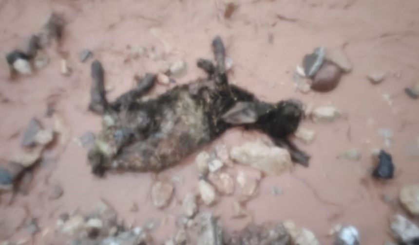 Şırnak’ta Sel Göçerleri Vurdu, Çadırlar Sular Altında, Hayvanlar Telef Oldu