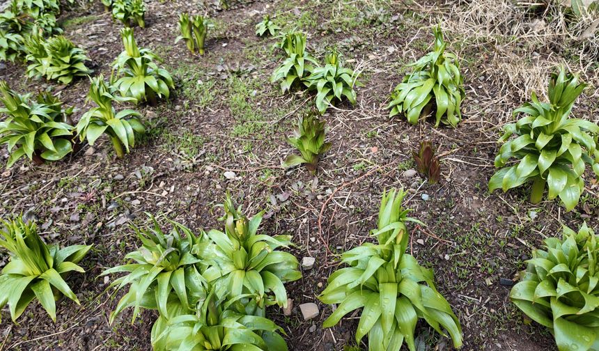 Şırnak’ta Nesli Tehlike Altındaki Çiçekler Açtı