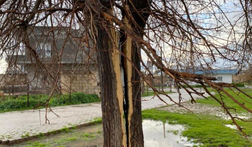 Yıldırımın Vurduğu Ağaç İkiye Bölündü