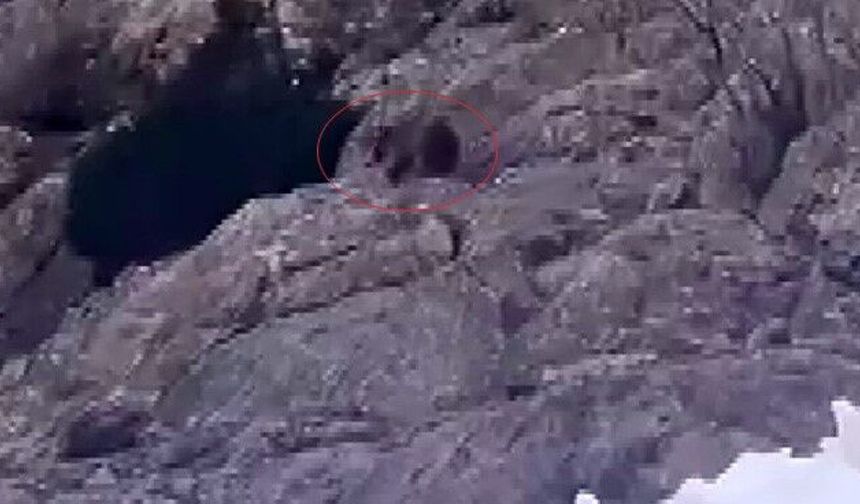 Şırnak’taki  Ayılar kış uykusundan uyandı!