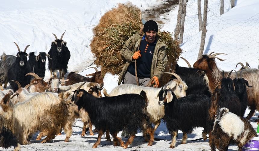 Şırnak’ta Köy Hayatı ve Geleneksel Besicilik