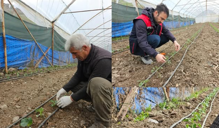 Seralarda Yazlık Sebze Fide Dikimi Başladı