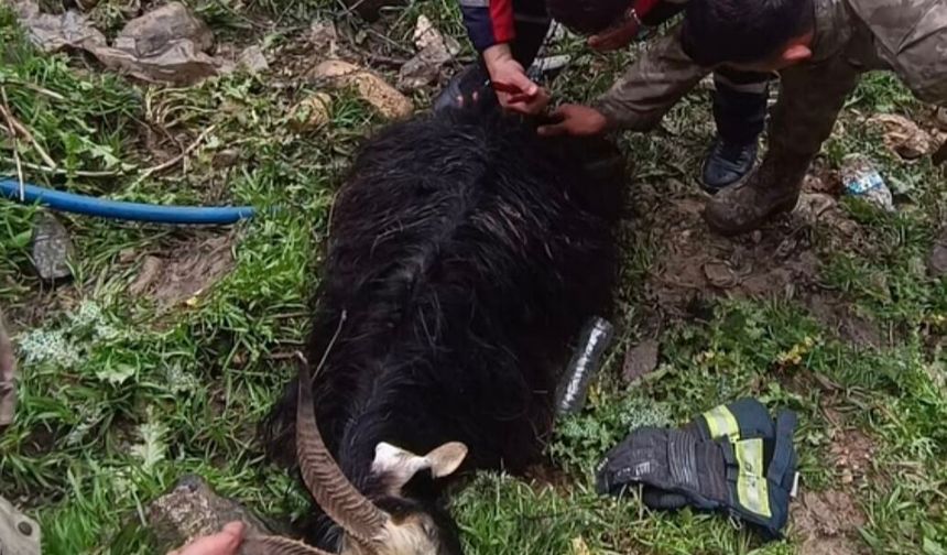 Cizre İtfaiyesi Bu Kez Keçi İçin Seferber Oldu