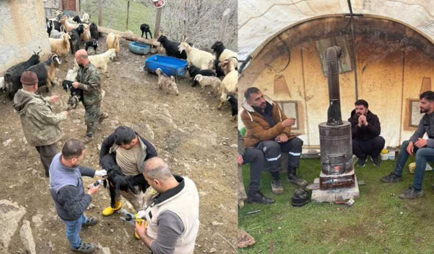 Uludere’de Hayvan Sağlığı İçin Seferberlik