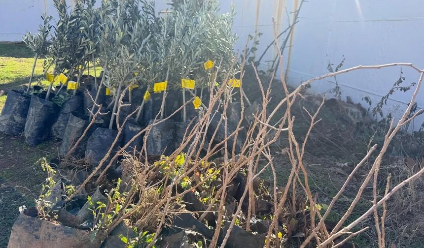 Şırnak'ta Zeytin ve Bıttım Bahçeleri Kuruluyor