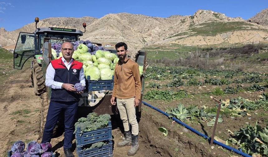 Yüzde 75 Hibeli Kışlık Sebze Fidelerinde Hasat Sevinci