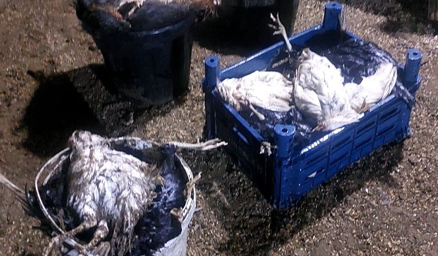 Şırnak’ta Başıboş Köpekler 157 Tavuğu Telef Etti