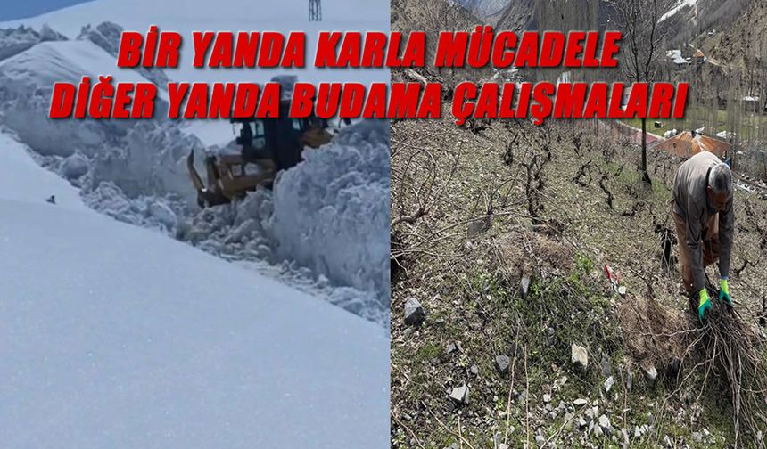 Beytüşşebap’ta şaşırtan tablo, aynı gün hem kar hem bahar