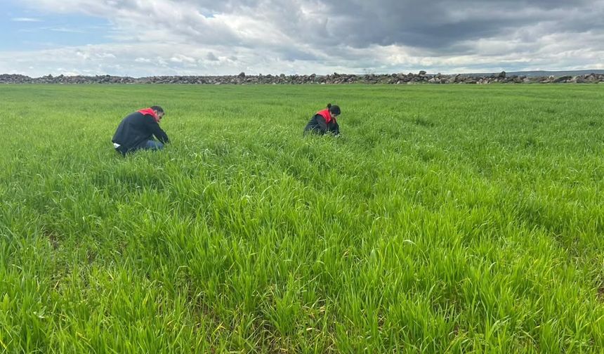 Şırnak’ta Tarımsal Takip, 6 Köyde Süne ve Hastalık Taraması