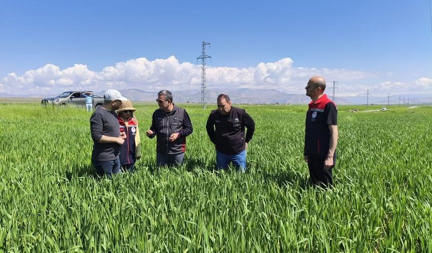Şırnak’ta Hububat Alanlarında Süne Kontrolü