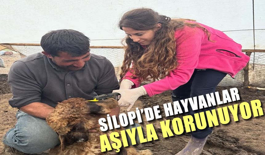 Silopi’de hayvancılığa sağlık desteği