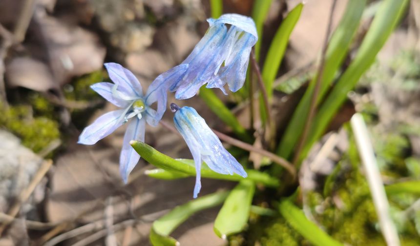 Doğaseverler bekliyor, Şırnak’ta mavi şölen yaklaşıyor