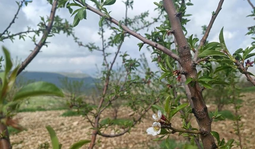 Güçlükonak İlçe Tarım Müdürlüğü Sahada