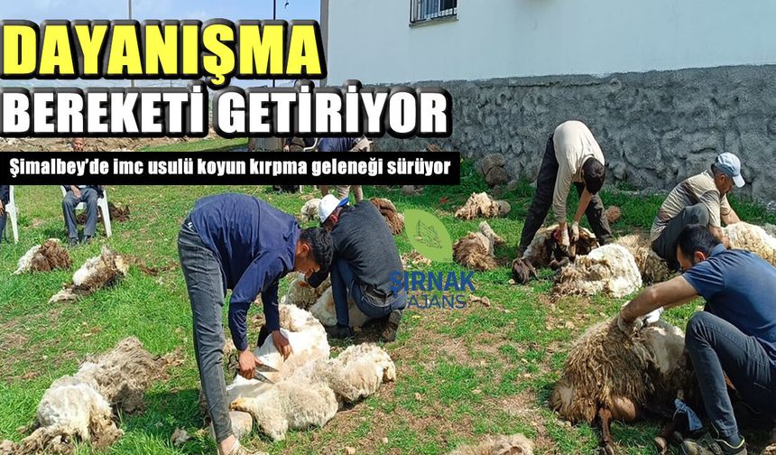 Şimalbey’de imeceyle koyun kırpma geleneği yaşatılıyor
