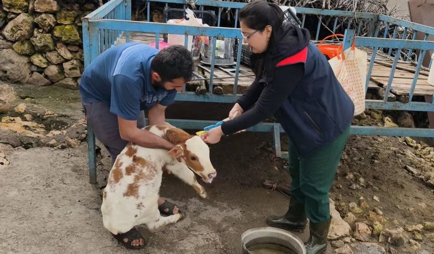 Hayvancılığın Geleceği İçin Sahada Büyük Emek