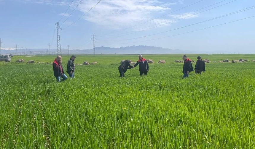 Cizre’de Tarlalarda “Süne” Mesaisi