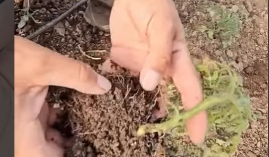 Sera Üreticileri Dikkat! Dana Burnu Tehdidi Başladı