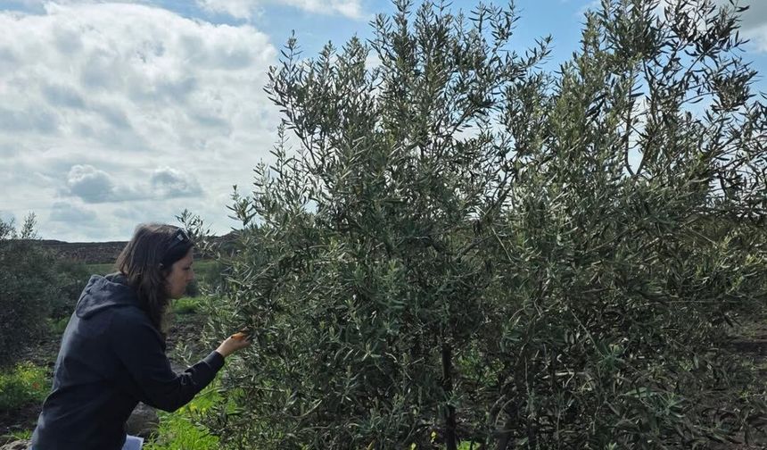 Şırnak'ta Zeytin Üreticilerine Hastalık Uyarısı