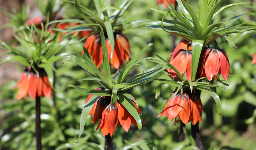 Şırnak’ta ters laleler büyülüyor, cezası ise dikkat çekiyor