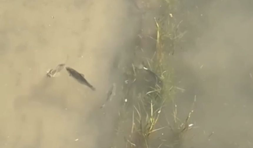 Baraj Suları Yükseldi, Cizre'de Balıklar Mahsur Kaldı!