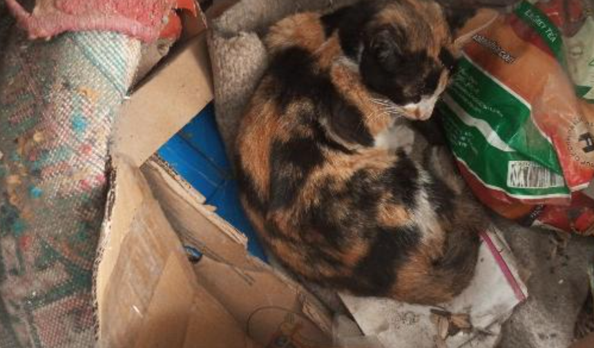 Cizre'de Sürücü Çarpıp Kaçtı, Mahalleli Seferber Oldu