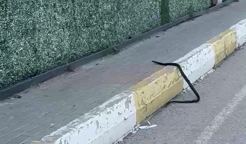 Şırnak’ta Görülen Yılan Kısa Süreli Panik Yarattı