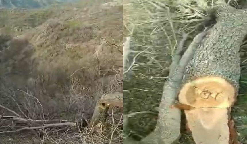 Gabar ve Besta'daki Ağaç Kesimleriyle İlgili Yasal Süreç Başlatıldı