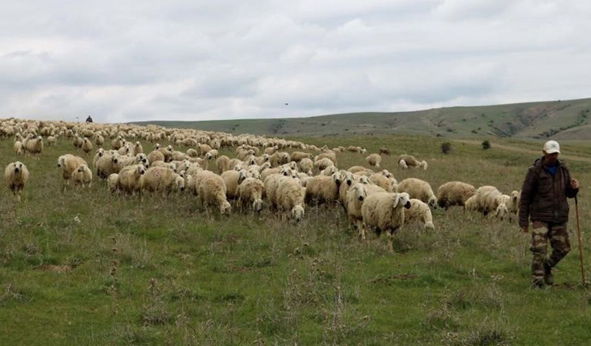 Belediye'den Üreticiye Büyük Destek, 4 Çoban Göreve Başladı
