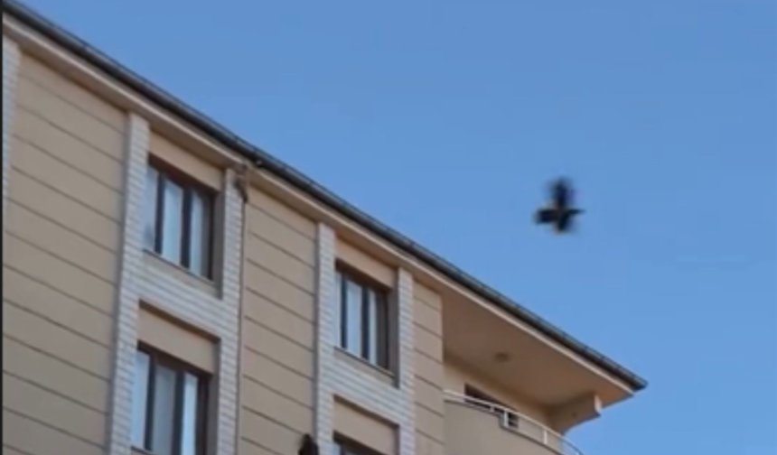 Kargaların saldırısına uğrayan saz delicesi kameraya yansıdı