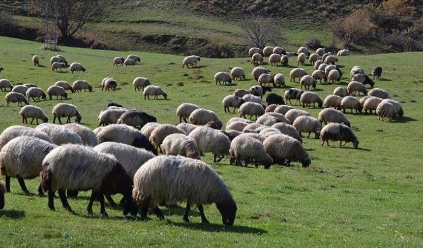Şırnak’a Hayvancılıkta 23 Milyon TL’lik Hibe Desteği