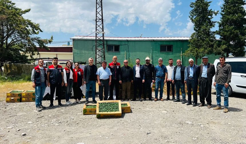 Silopi’de üreticilere yüzde 75 hibeli kışlık fide desteği