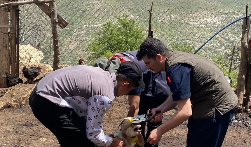 Şırnak’ta Hayvan Sağlığı İçin Ekiplerden Saha Seferberliği