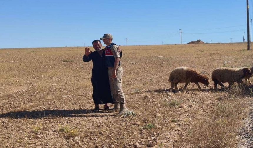 Kaybolan küçükbaş hayvanları jandarma buldu