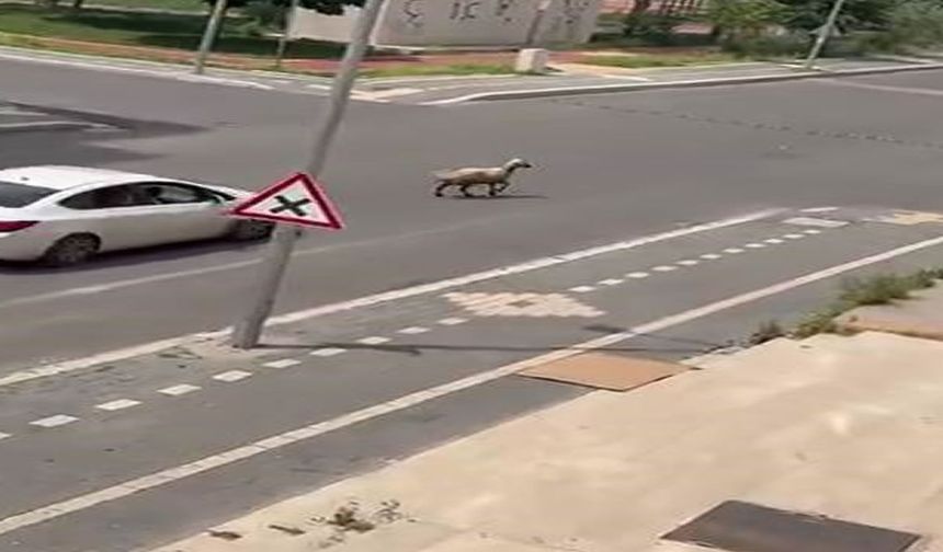 Kaçan kurbanlık trafiğin altını üstüne getirdi