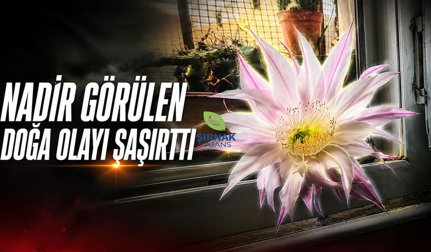 Cizre’de dikenleri ile bilinen kaktüs çiçek açtı