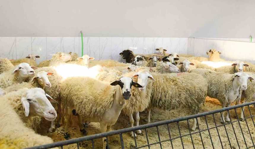Şırnak'ta Kurban Satış ve Kesim Noktaları Açıklandı