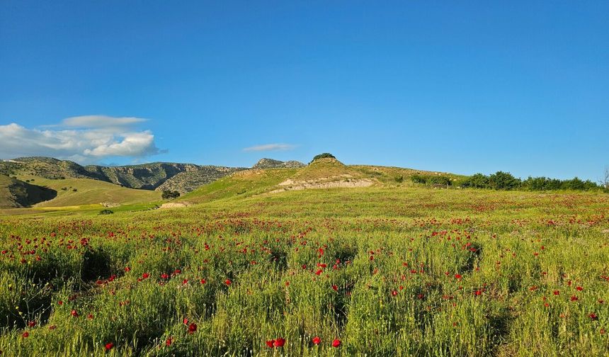 Şırnak ovalarında saklı estetik, gelincik tarlası hayran bırakıyor