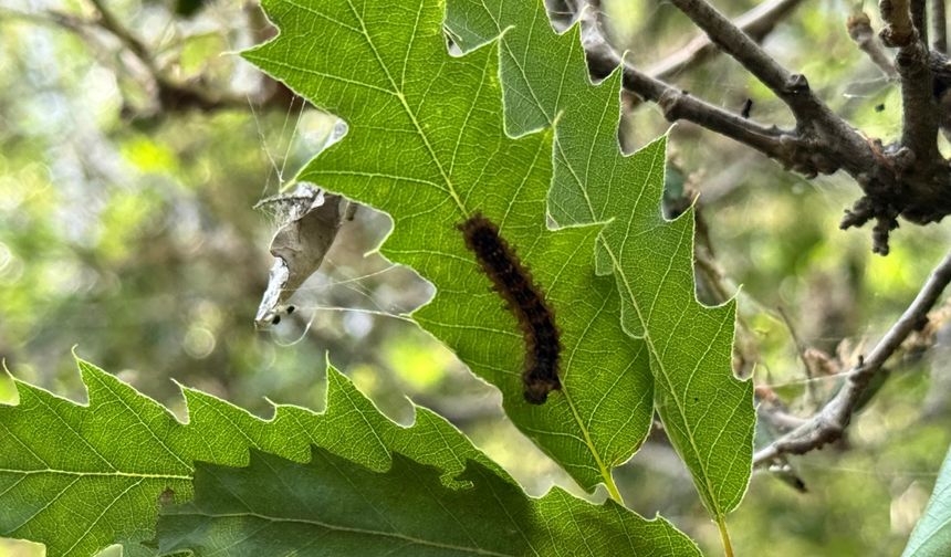 Şırnak’ta ormanlık alanda tırtıl istilası