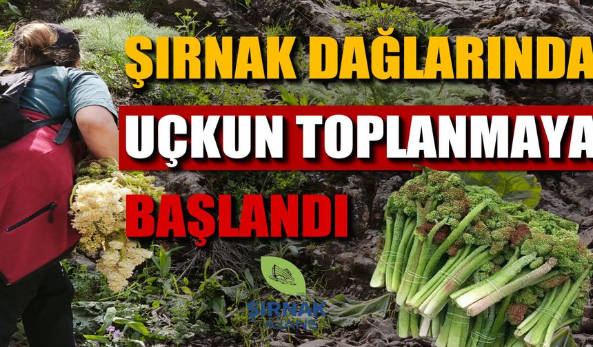 Şırnak dağlarında Uçkun mesaisi başladı